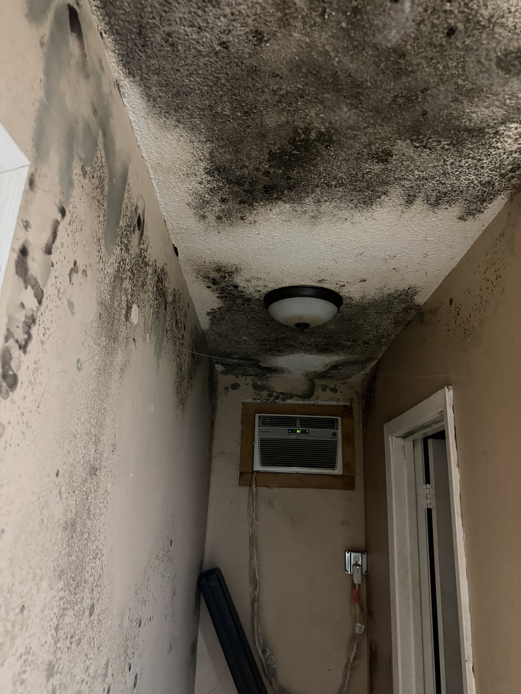 Mold Remediation